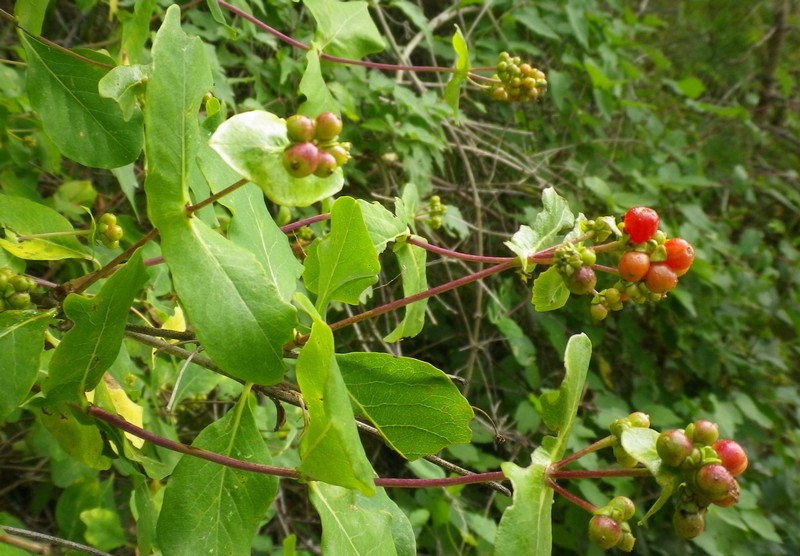 Lonicera etrusca / Caprifoglio etrusco